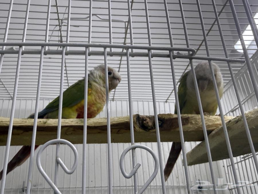 طيور كنيور للبيع64490796374274111