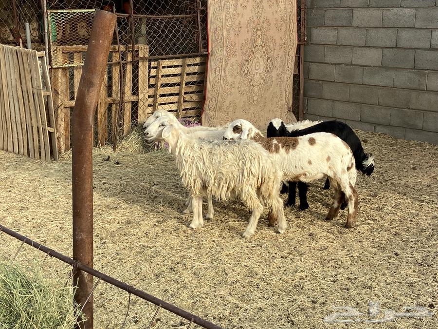 باقي اربع رخال بلديه64492284938498114