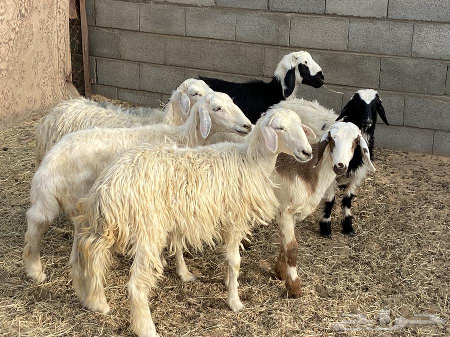 باقي اربع رخال بلديه64492284938498111