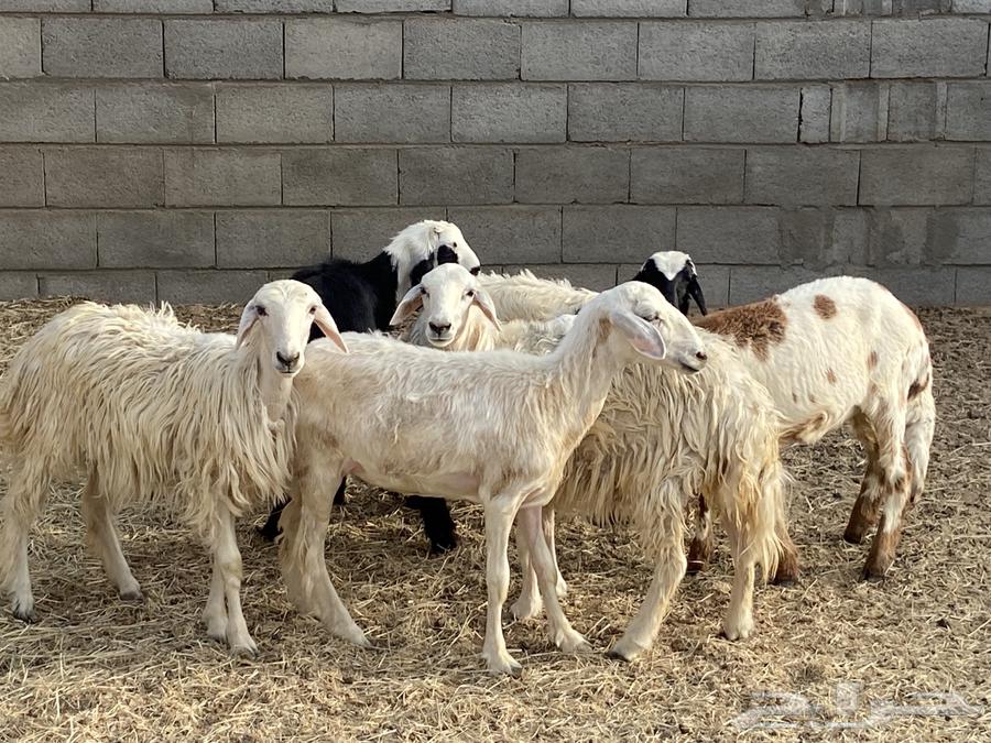 باقي اربع رخال بلديه64492284938498110