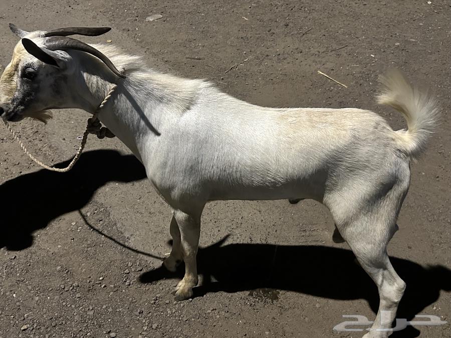 تيس بيشي مشروط64490858436226111