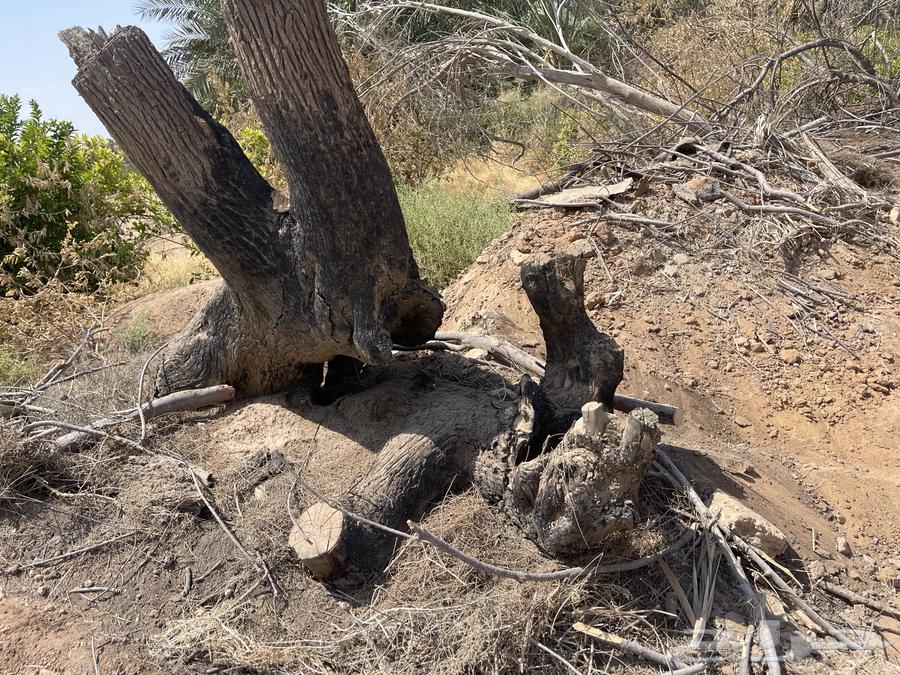 Large size wooden log64489100755842112