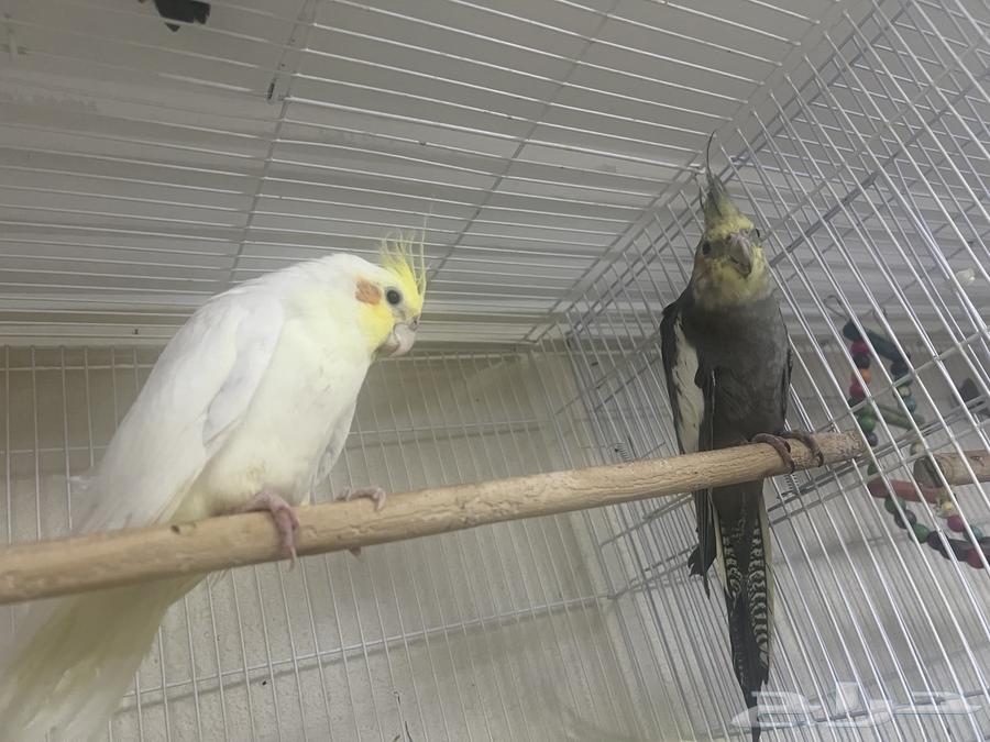 ذكور كروان كوكتيل للبيع او البدل64490454605697113