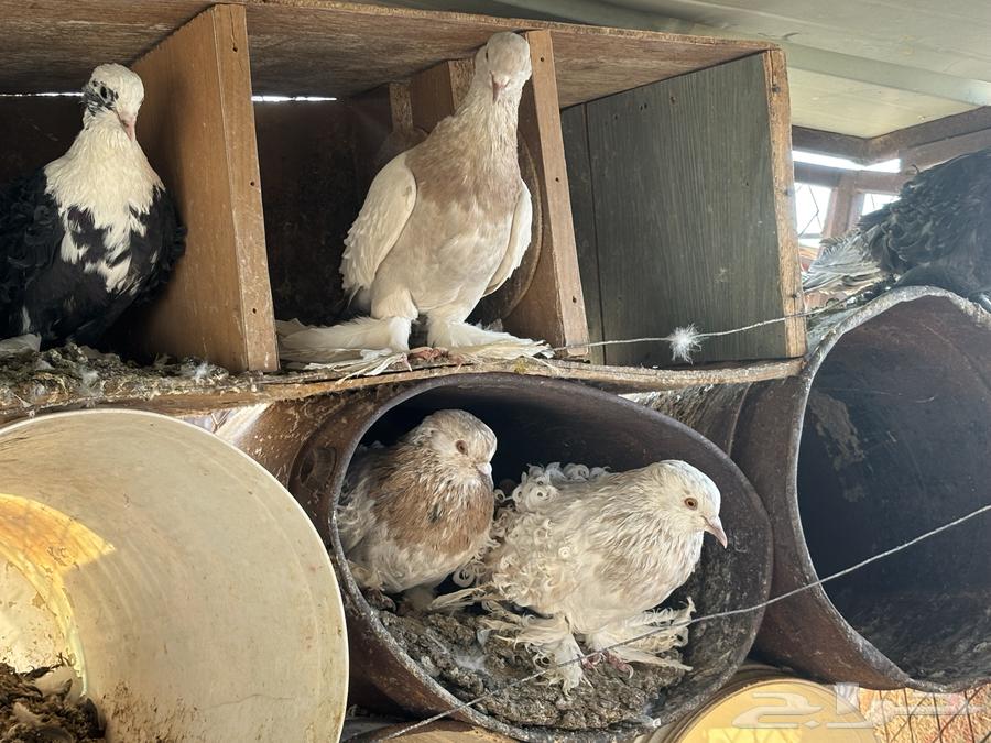 Zaina Bath64487924709378111