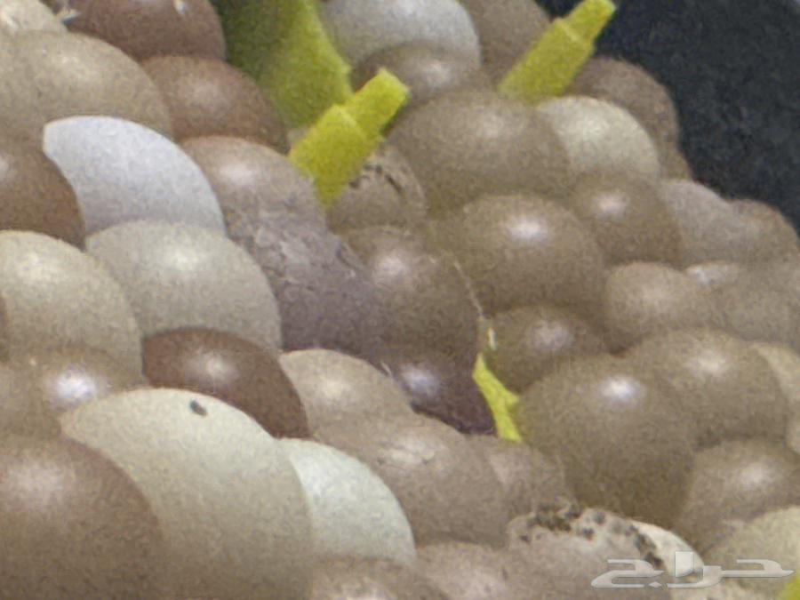 خمس أطباق دجاج اللوهمان جيل اول تخصيب عالي شرط64492366536193110