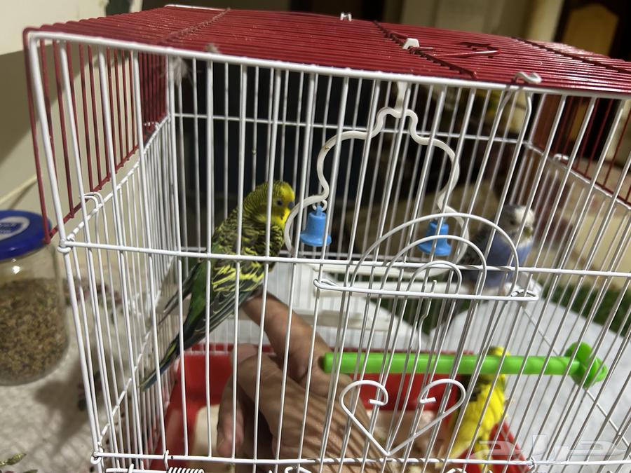 طيور الحب للبيع64494359449731113