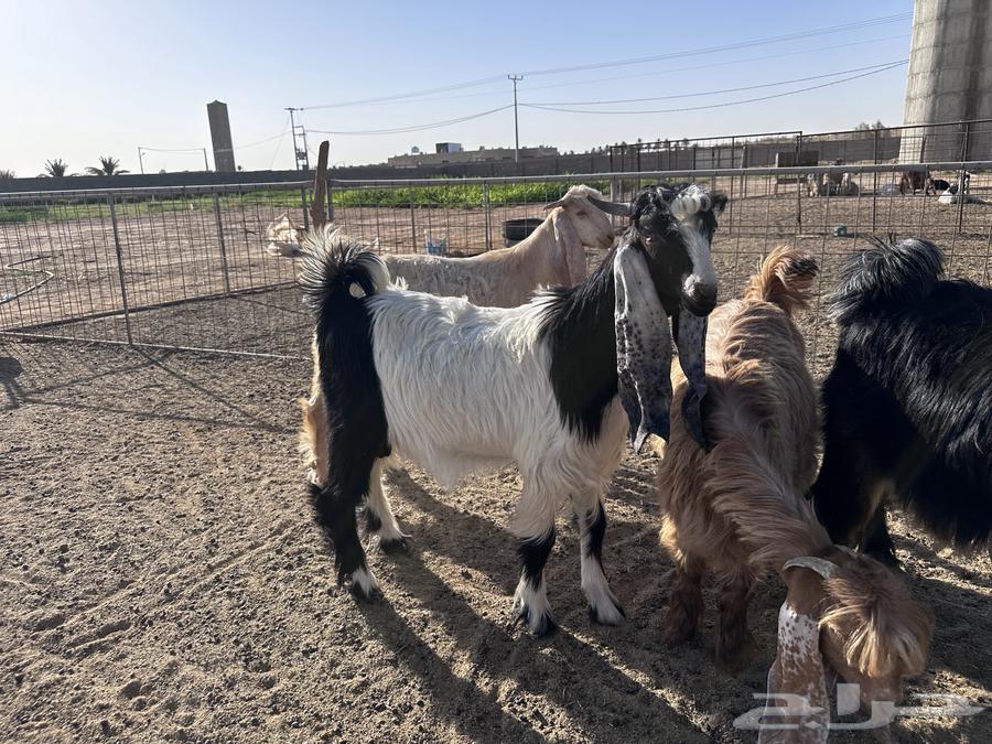 تيوس عوارض وجفرة- تم البيع64491085224323113