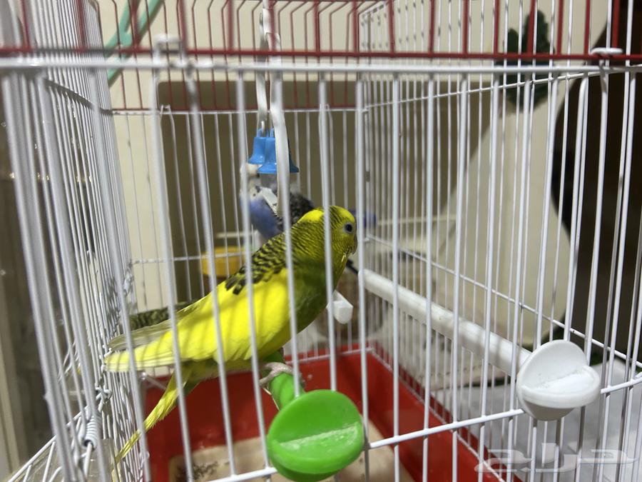 طيور الحب للبيع64494359449731110