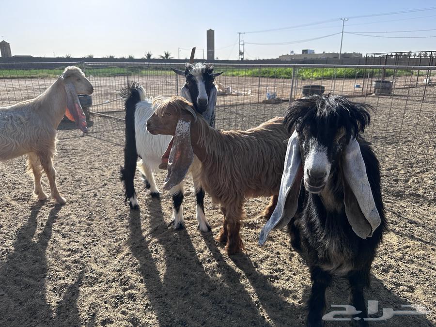 تيوس عوارض وجفرة- تم البيع64491085224323114