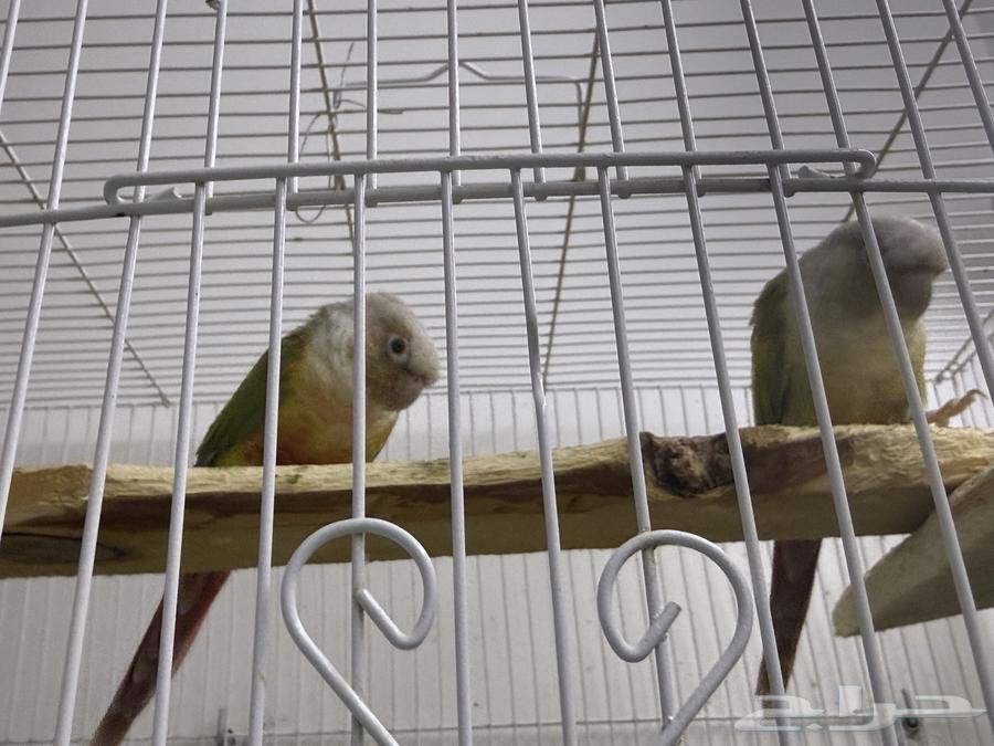 طيور كنيور للبيع64490796374274112