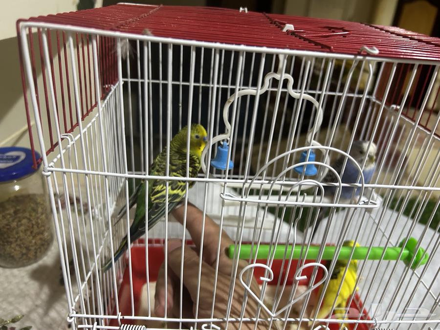 طيور الحب للبيع64494359449731112