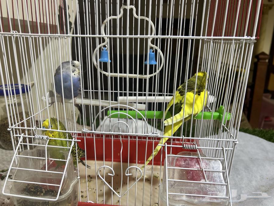 طيور الحب للبيع64494359449731111