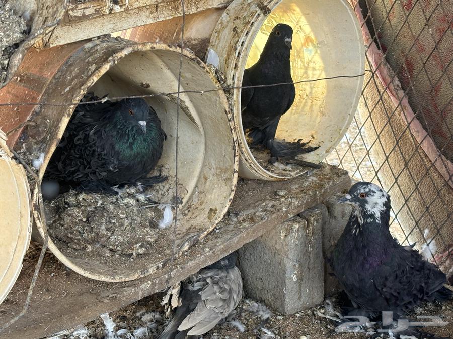 Zaina Bath64487924709378112