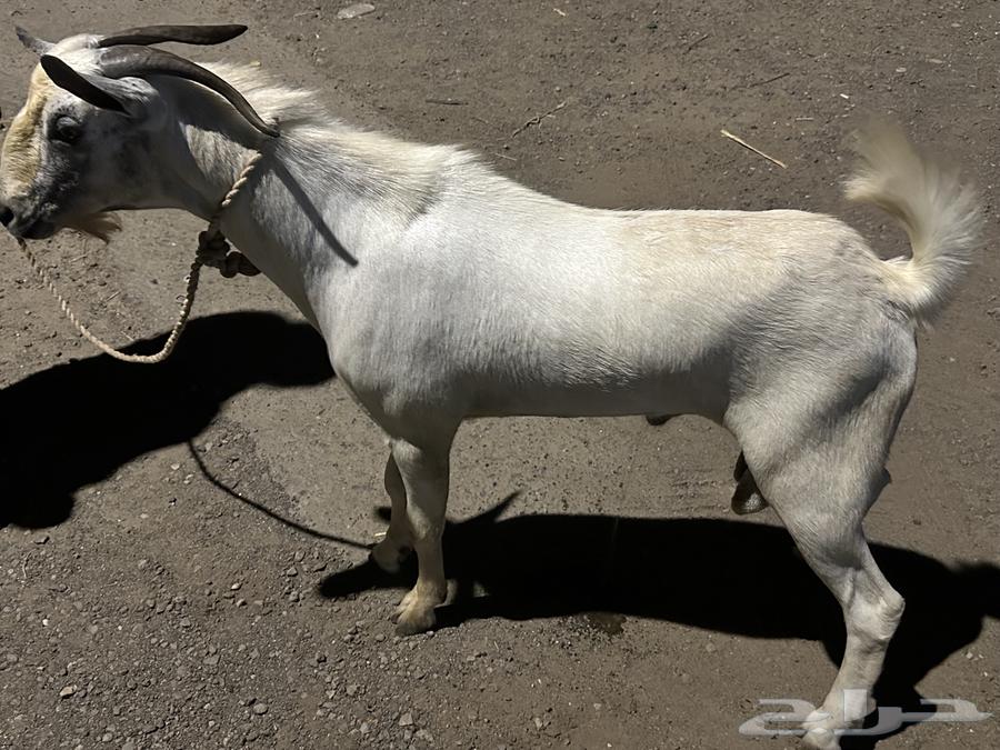 تيس بيشي مشروط64490858436226112