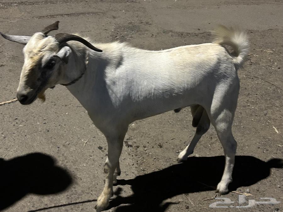 تيس بيشي مشروط64490858436226110