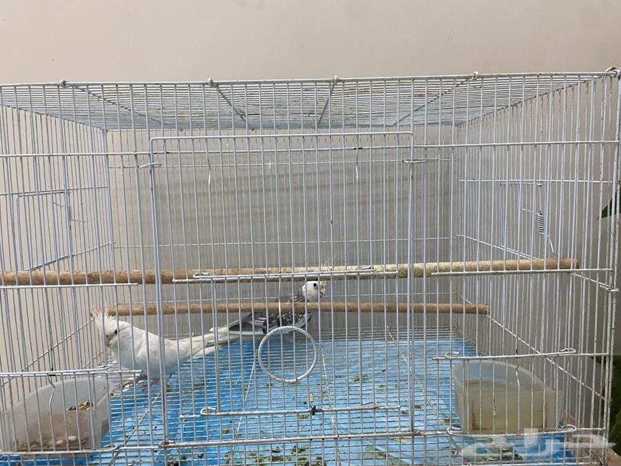 ببغاء كوران ذكر و أنثى أليفه السعره 500 عدم الاتصال التواصل64493477925762111