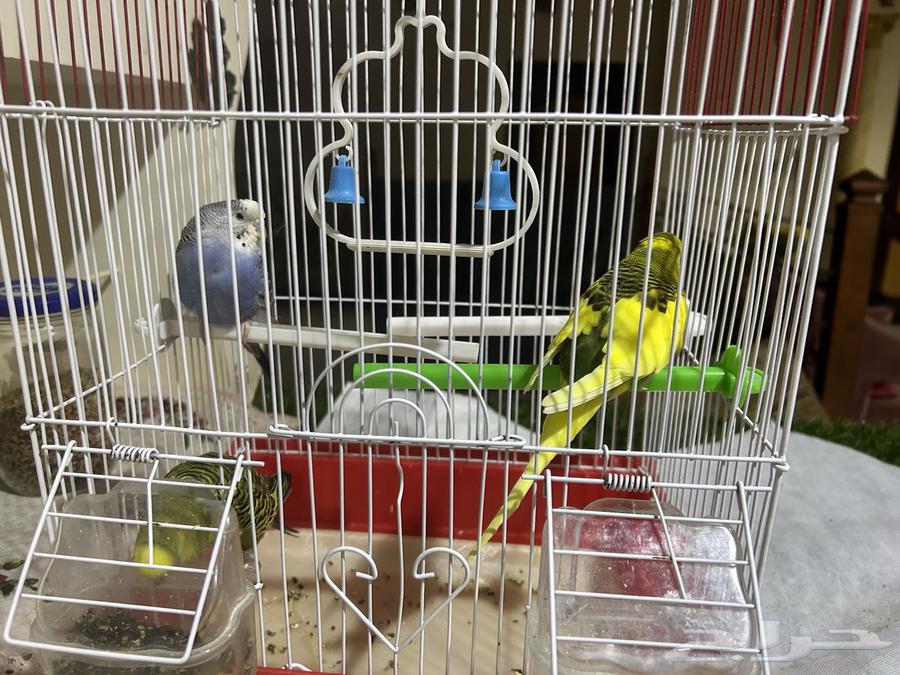 طيور الحب للبيع64494359449731114