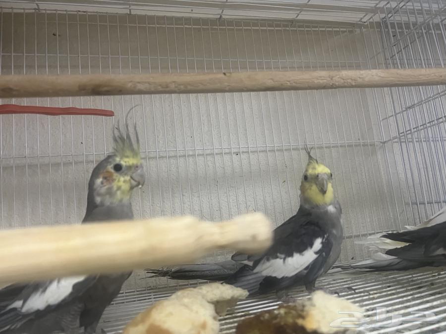 ذكور كروان كوكتيل للبيع او البدل64490454605697111