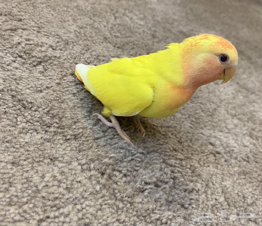 Froukh Al-Roz64493934100995110