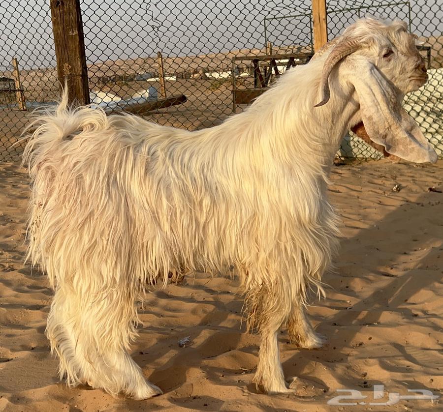 For sale, white purebred buck of the highest class64489930488450110