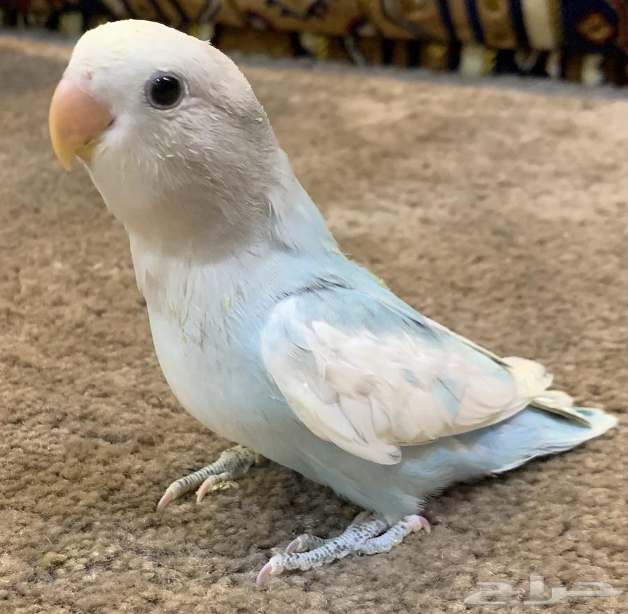 Froukh Al-Roz64493934100995111