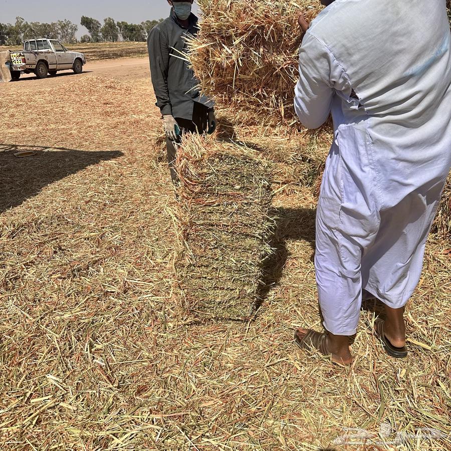 ذرة جيزانية للبيع64488201502850113