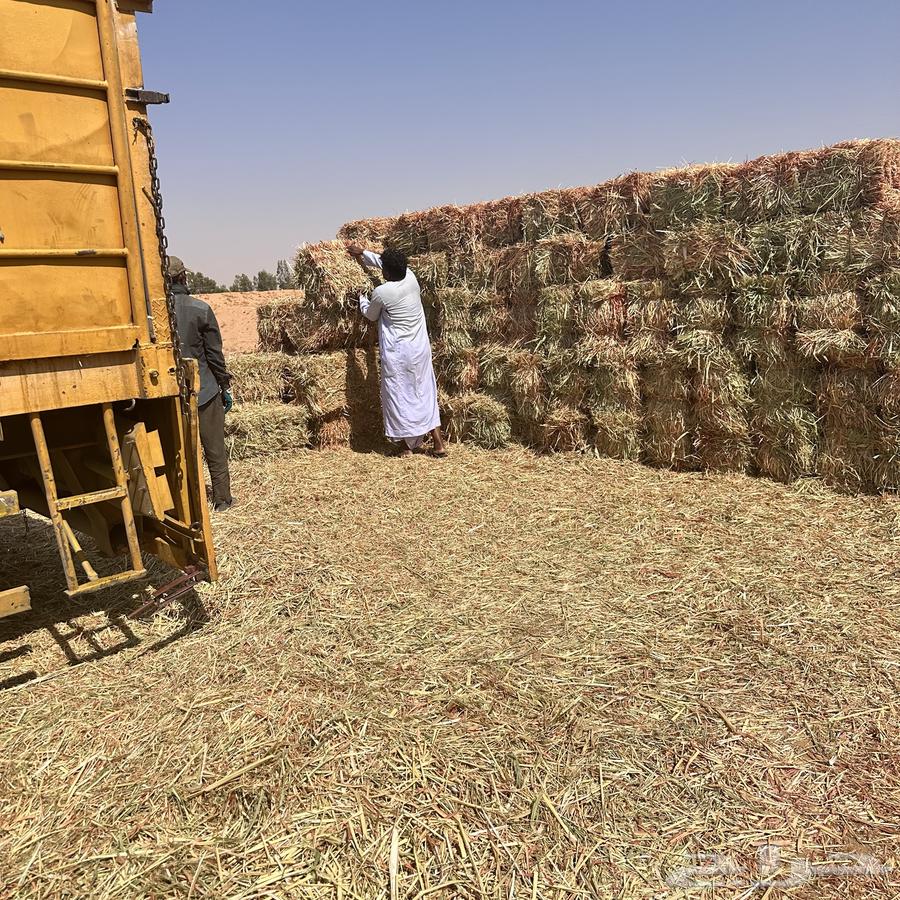 ذرة جيزانية للبيع64488201502850110