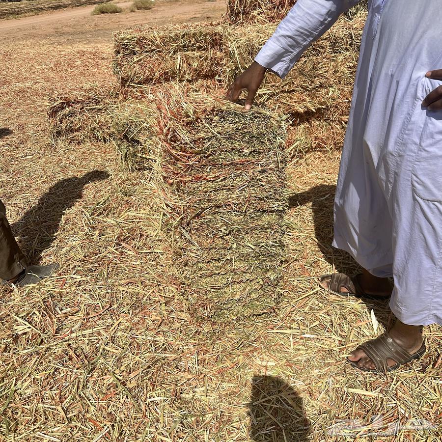 ذرة جيزانية للبيع64488201502850112