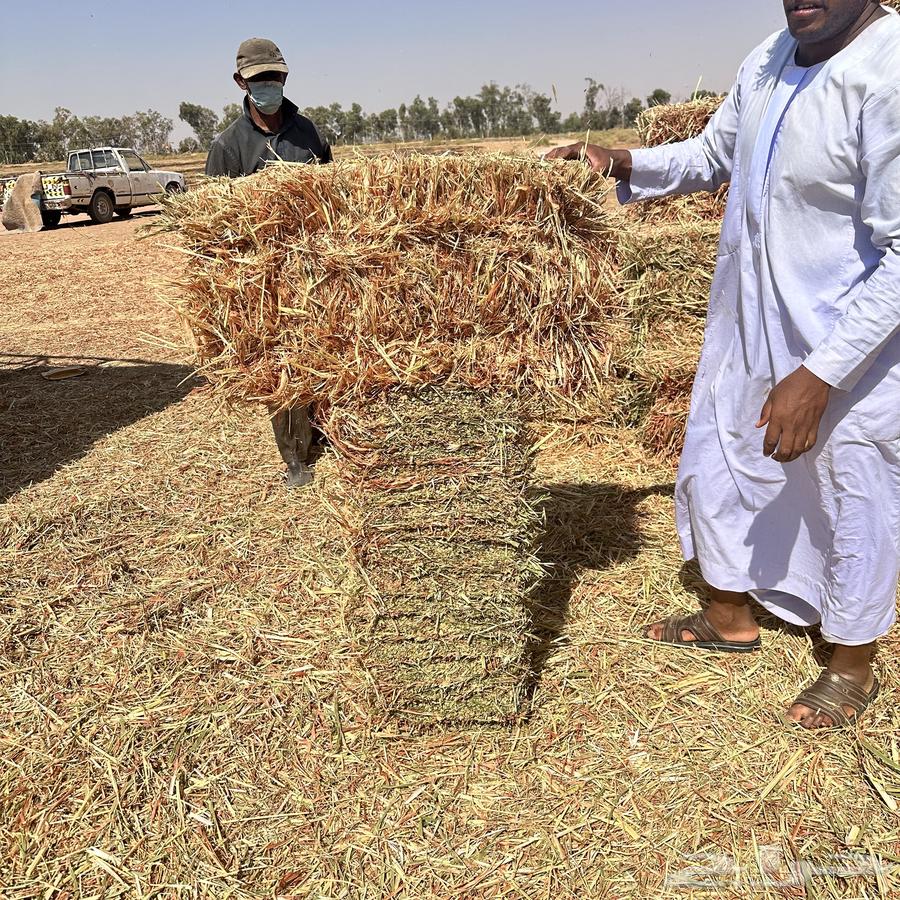 ذرة جيزانية للبيع64488201502850114