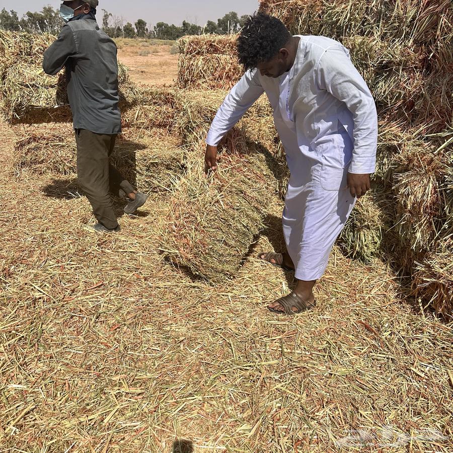 ذرة جيزانية للبيع64488201502850111