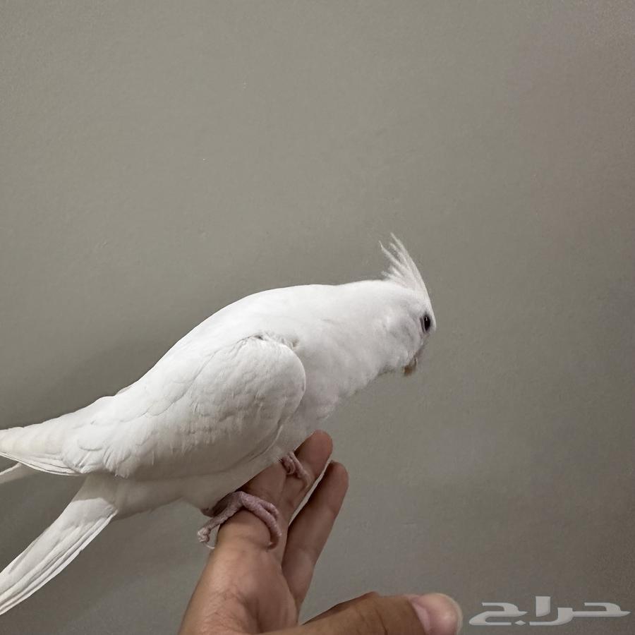 Pigeon with internal and external threats and talkative for sale64492271403395113