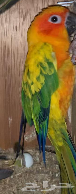 جوز صن كنيور64491360765954110