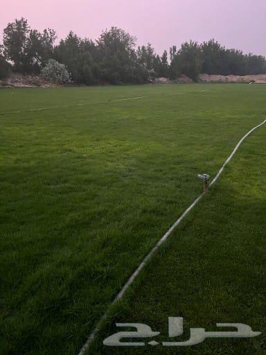 للبيع نجيله طبيعيه64490028118273110