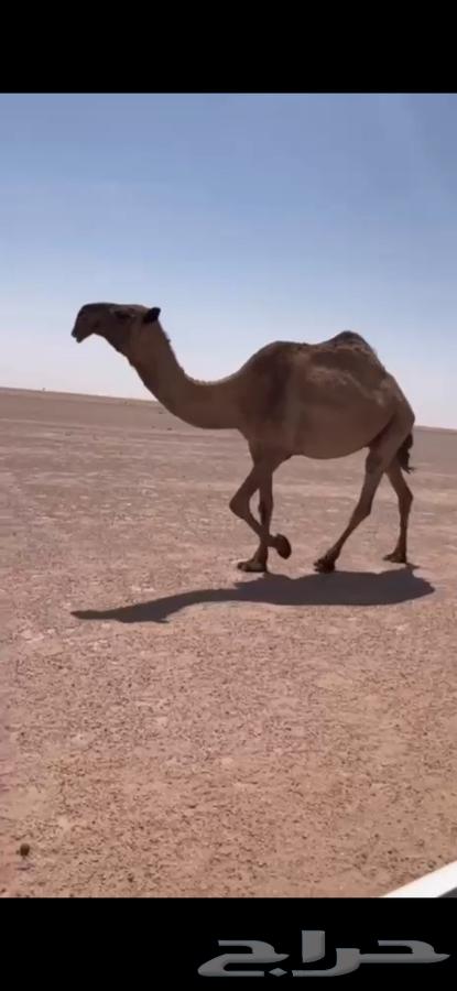 للبيع لقحه صفرا كفو64492447439233110