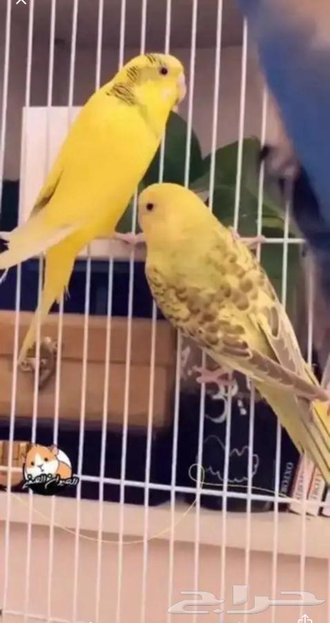 بادجي64492244027778112