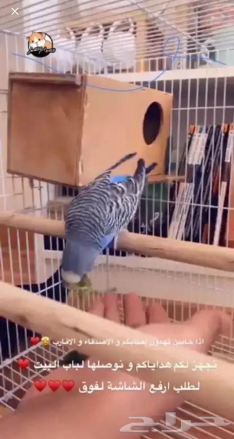 بادجي64492244027778110