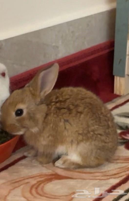 ارنب هولندي64491578292099113