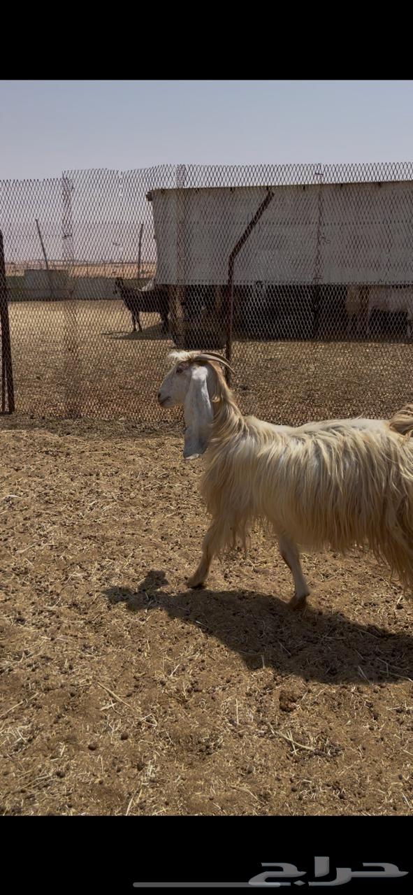 معزاء طيبه تم البيع64488879586818110