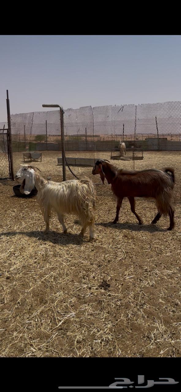 معزاء طيبه تم البيع64488879586818111