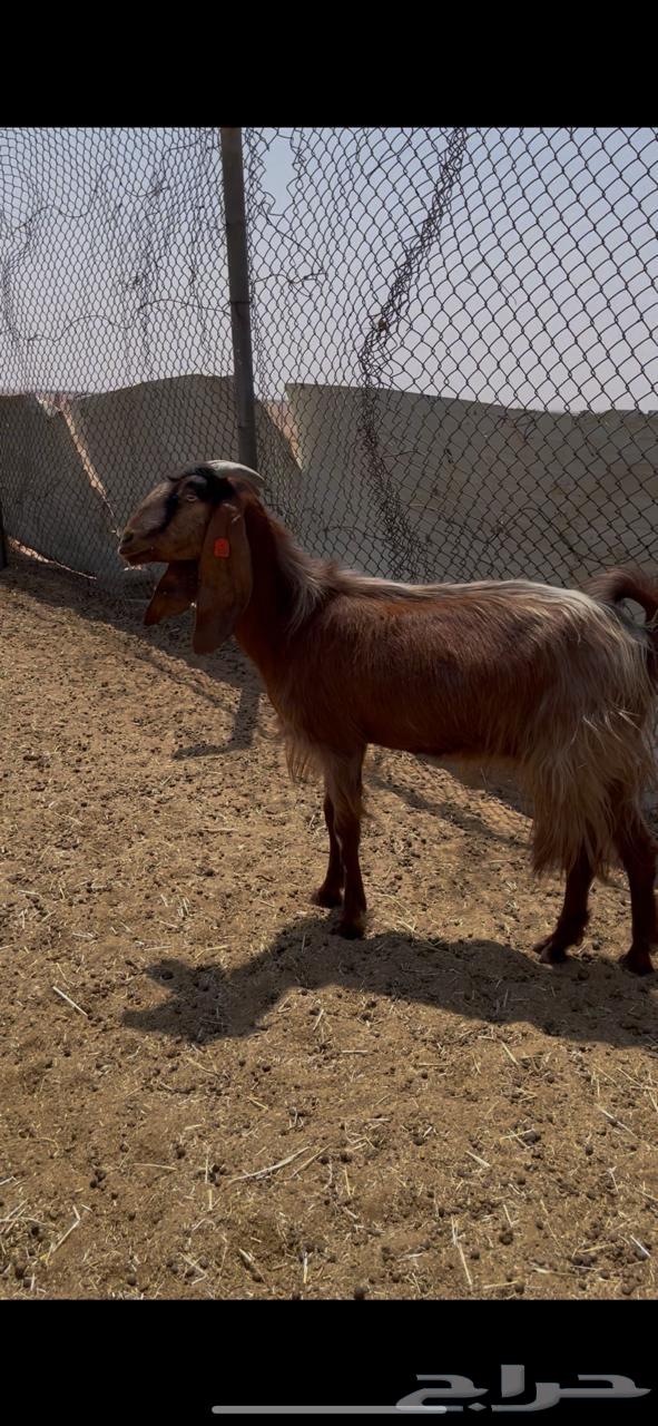 معزاء طيبه تم البيع64488879586818112