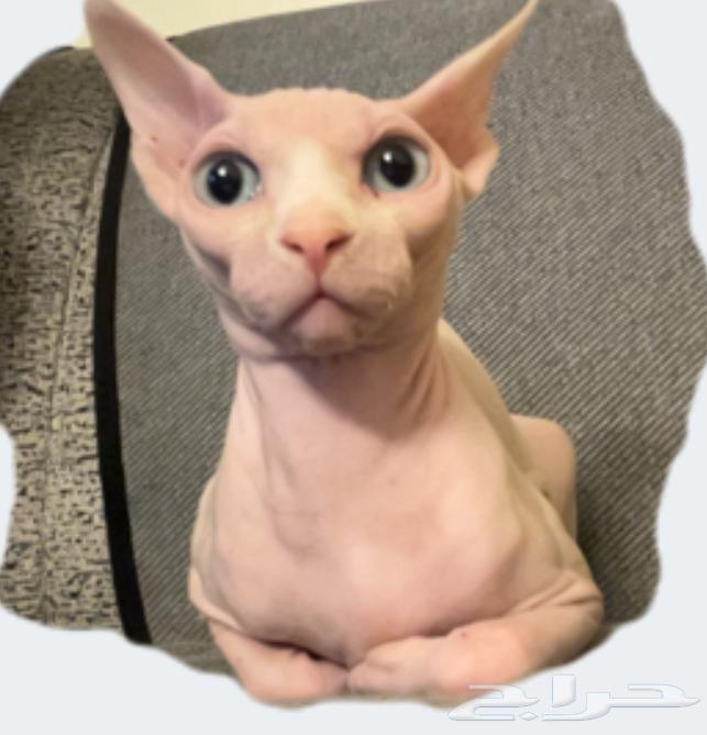 قطط منزلية نظيفة وودية للبيع   حي النرجس (الرياض64490262464769112