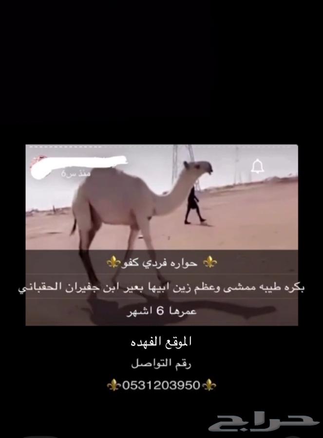 Solo dialogue64452617136897110