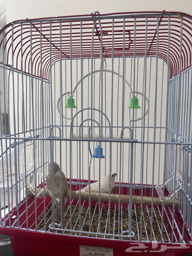 طيور زيبراء للبيع64488686008323110