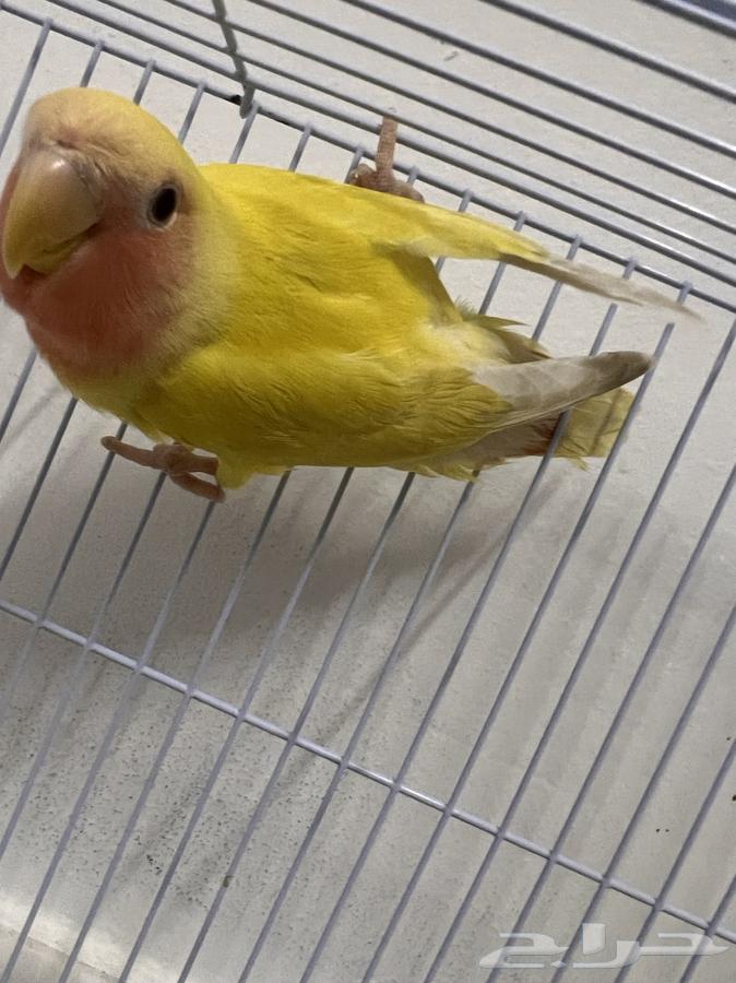 روز لاتينو للبيع64492813168514110