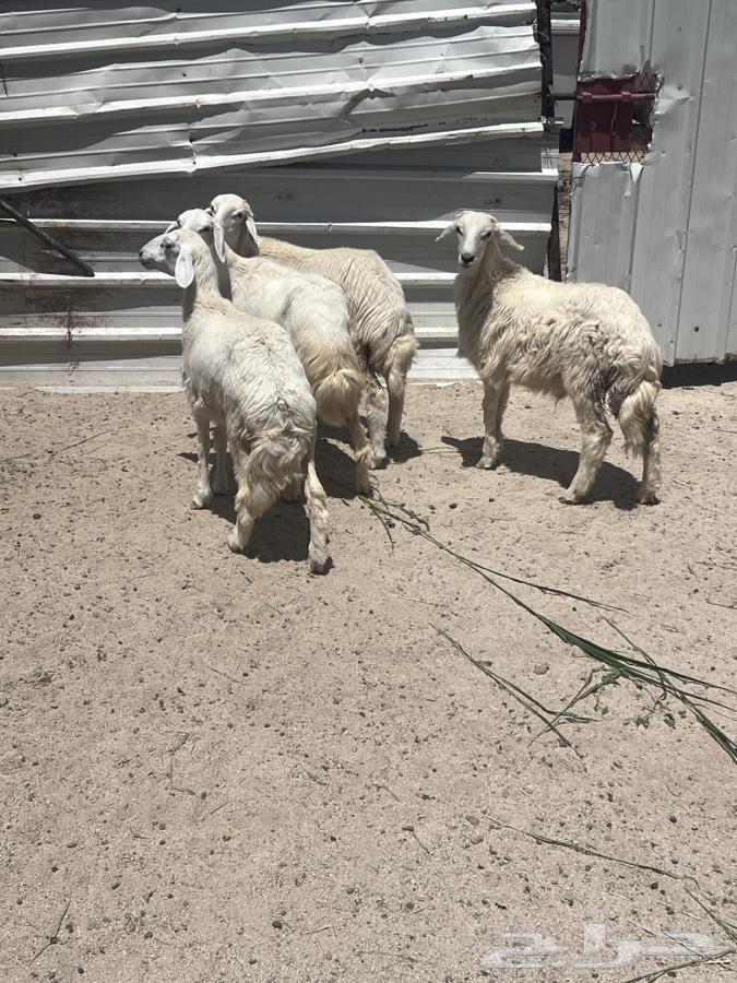 طليان ورخال تفريد وجمله64489198057091112