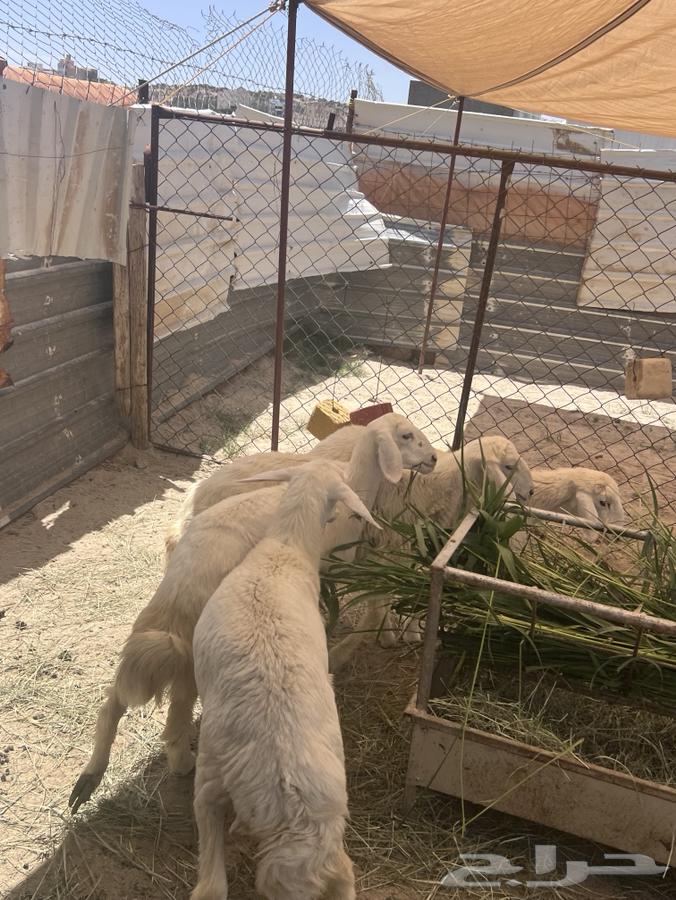 طليان ورخال تفريد وجمله64489198057091110