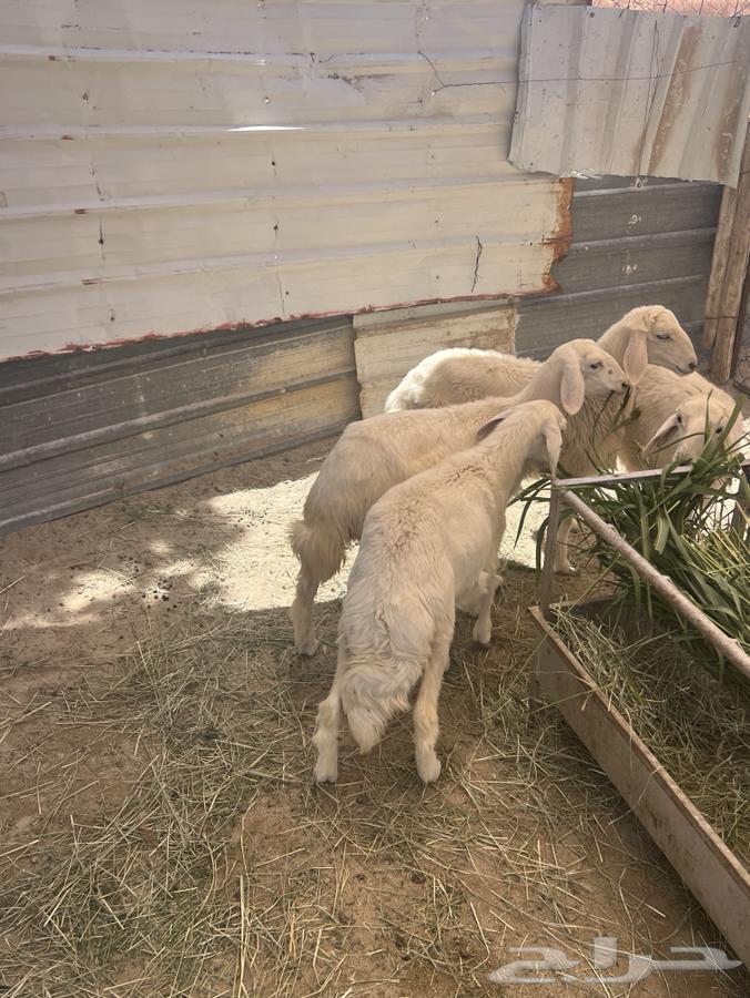 طليان ورخال تفريد وجمله64489198057091111