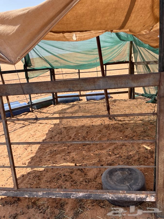 Shabak Darif Number 764489212056449110