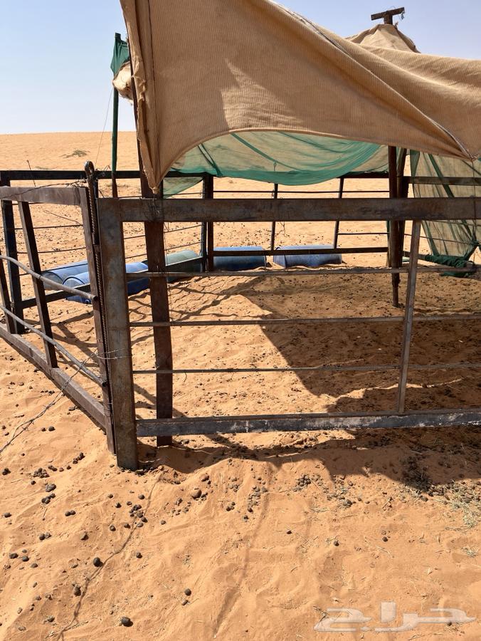 Shabak Darif Number 764489212056449111