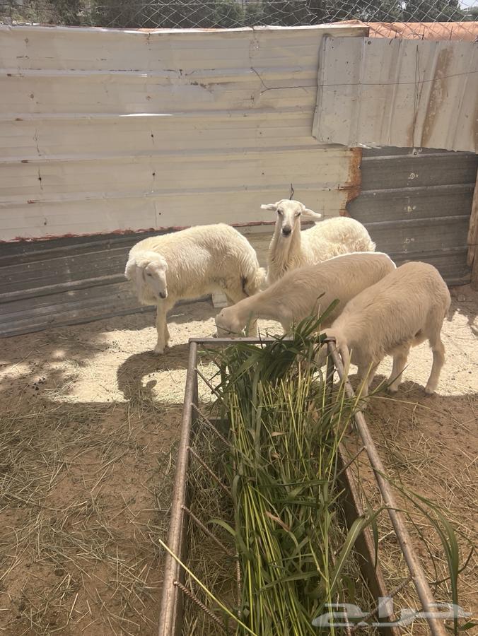 طليان ورخال تفريد وجمله64489198057091113